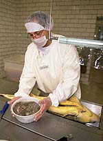 kaviarentnahme-4.jpg
